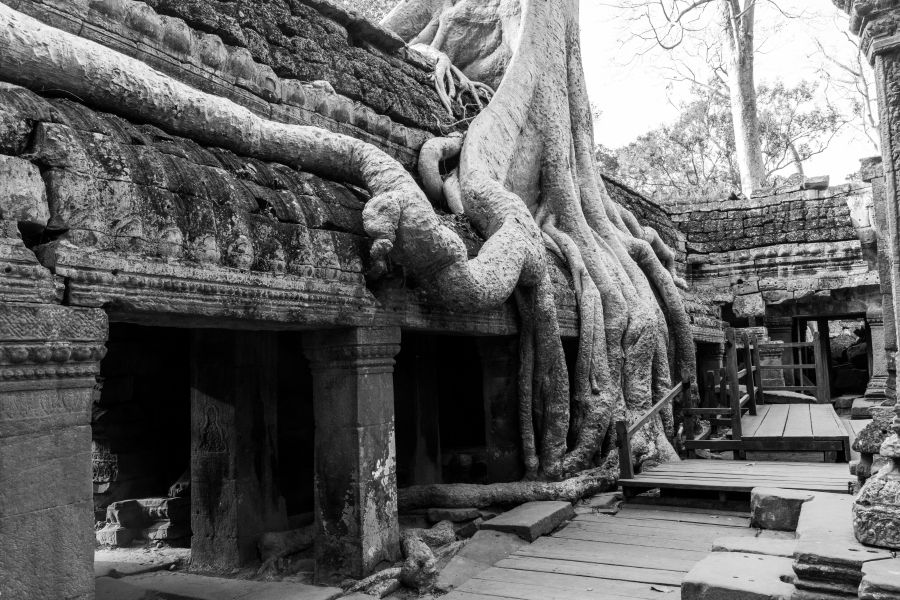 ta prohm-148-2.jpg